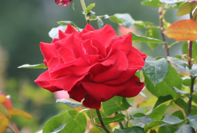 按此在新視窗瀏覽圖片