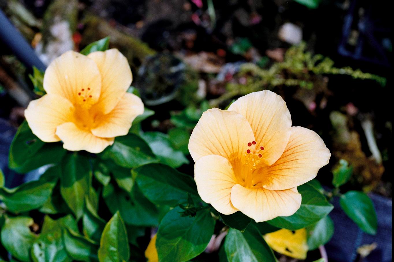 按此在新視窗瀏覽圖片