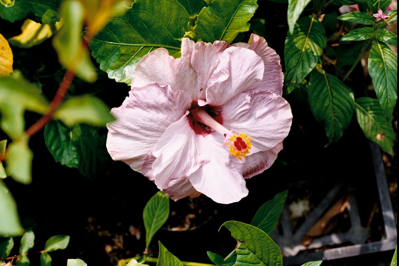 按此在新視窗瀏覽圖片