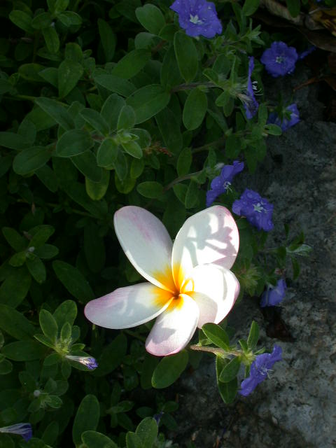 按此在新視窗瀏覽圖片