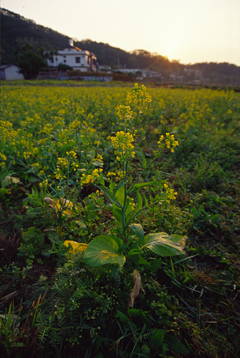按此在新視窗瀏覽圖片