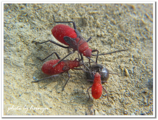 按此在新視窗瀏覽圖片