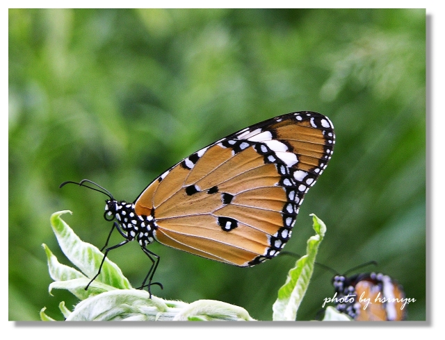 按此在新視窗瀏覽圖片