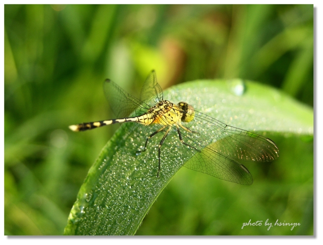 按此在新視窗瀏覽圖片