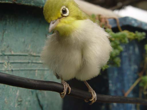按此在新視窗瀏覽圖片