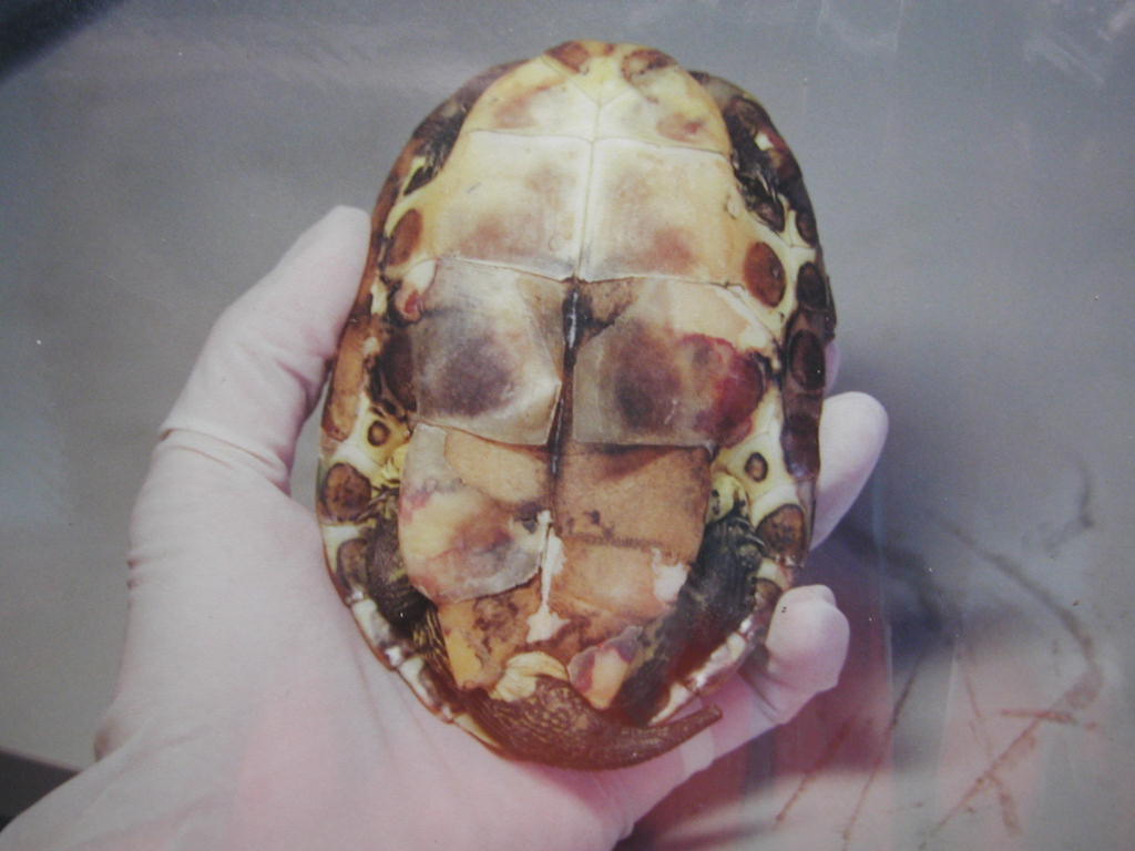 «ö¦¹¦b·sµøµ¡ÂsÄý¹Ï¤ù