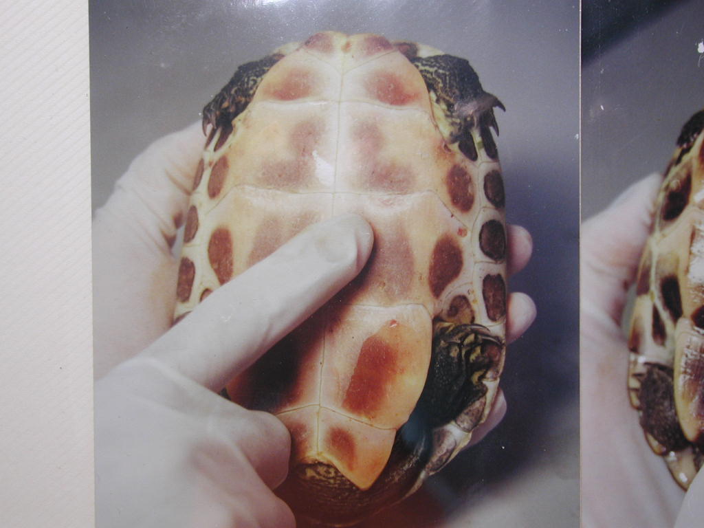 «ö¦¹¦b·sµøµ¡ÂsÄý¹Ï¤ù