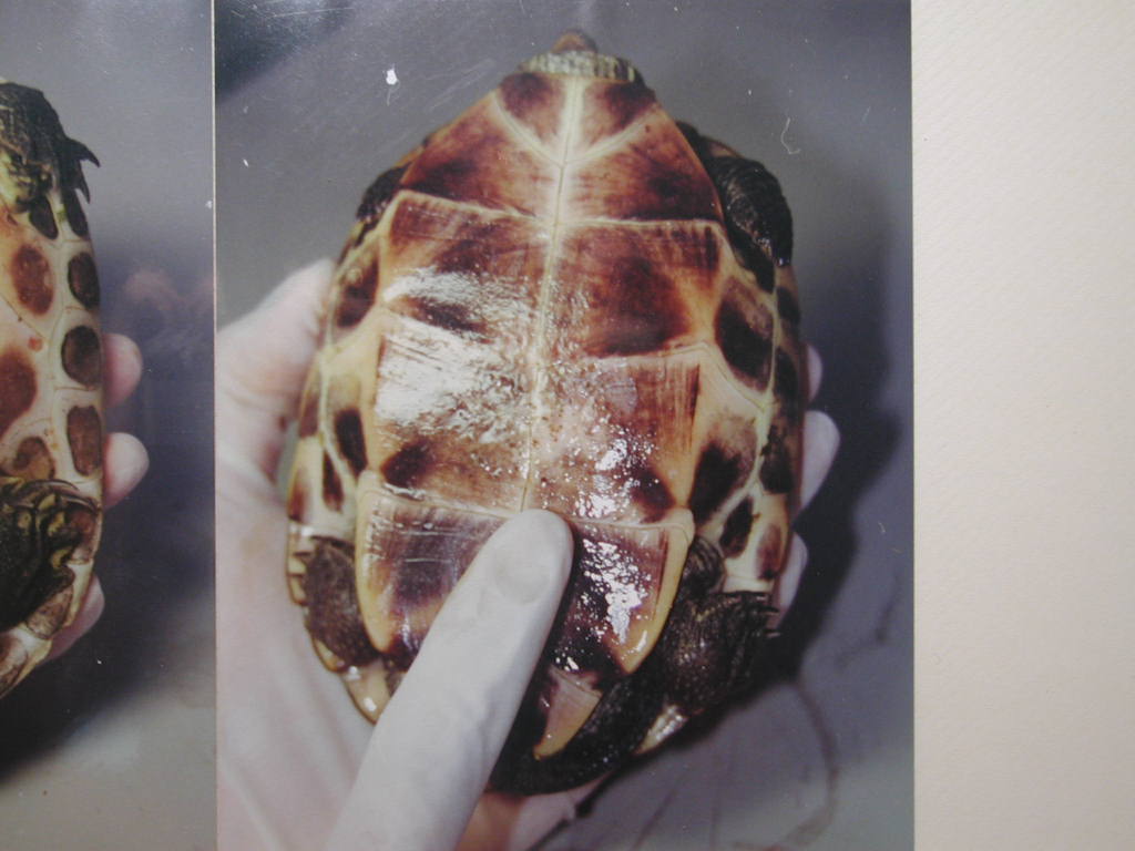 «ö¦¹¦b·sµøµ¡ÂsÄý¹Ï¤ù