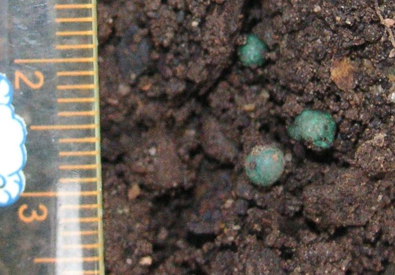 «ö¦¹¦b·sµøµ¡ÂsÄý¹Ï¤ù