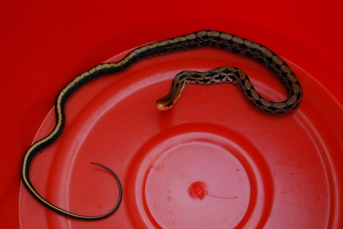 «ö¦¹¦b·sµøµ¡ÂsÄý¹Ï¤ù