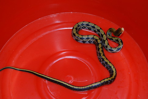 «ö¦¹¦b·sµøµ¡ÂsÄý¹Ï¤ù