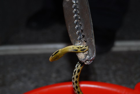 «ö¦¹¦b·sµøµ¡ÂsÄý¹Ï¤ù