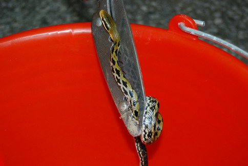 «ö¦¹¦b·sµøµ¡ÂsÄý¹Ï¤ù