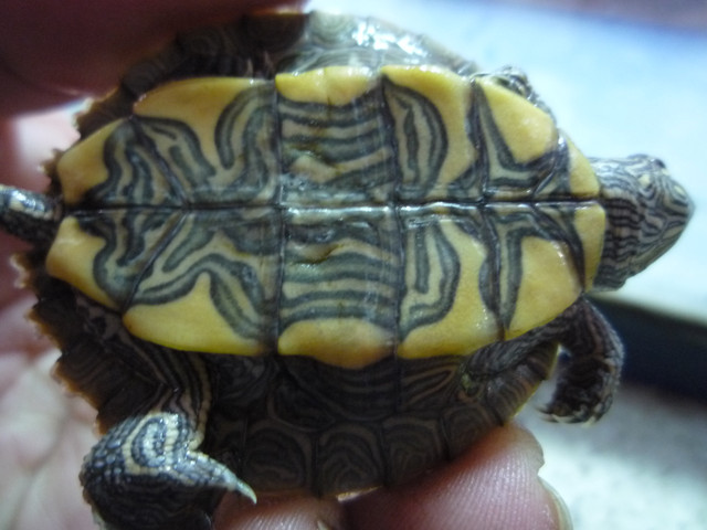 按此在新視窗瀏覽圖片