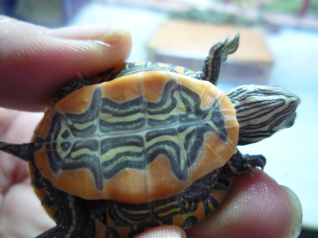 按此在新視窗瀏覽圖片