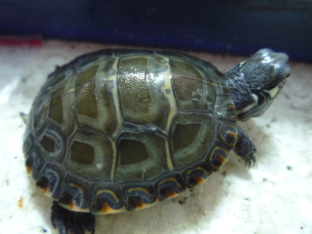 按此在新視窗瀏覽圖片