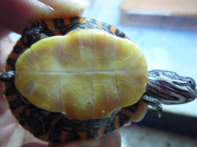 按此在新視窗瀏覽圖片