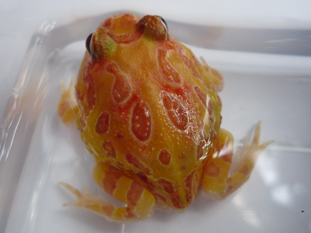 按此在新視窗瀏覽圖片