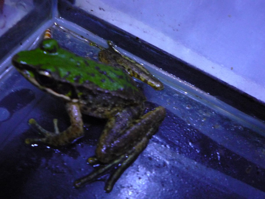 按此在新視窗瀏覽圖片