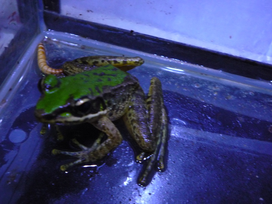 按此在新視窗瀏覽圖片