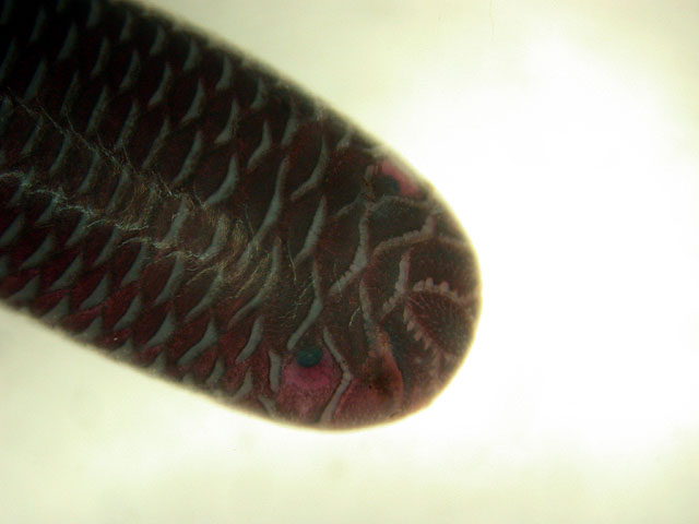 «ö¦¹¦b·sµøµ¡ÂsÄý¹Ï¤ù