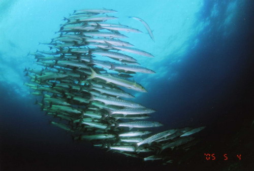 按此在新視窗瀏覽圖片