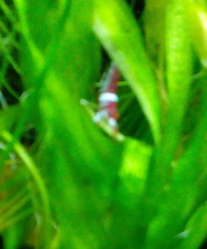 按此在新視窗瀏覽圖片