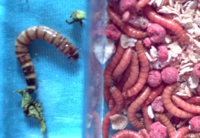 «ö¦¹¦b·sµøµ¡ÂsÄý¹Ï¤ù