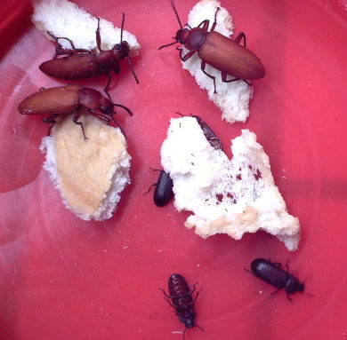 «ö¦¹¦b·sµøµ¡ÂsÄý¹Ï¤ù