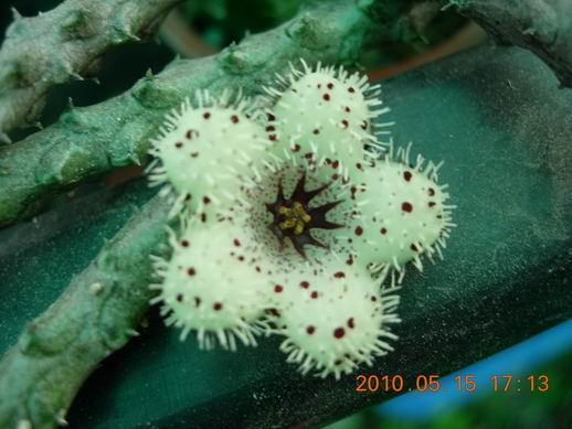 按此在新視窗瀏覽圖片