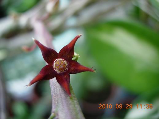 按此在新視窗瀏覽圖片