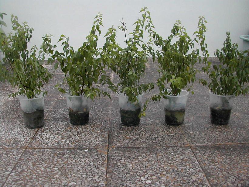 «ö¦¹¦b·sµøµ¡ÂsÄý¹Ï¤ù