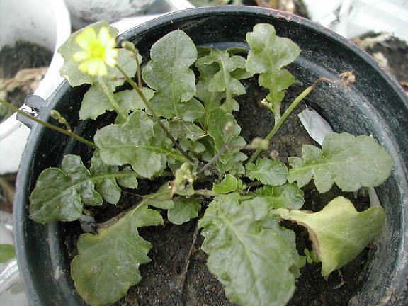 «ö¦¹¦b·sµøµ¡ÂsÄý¹Ï¤ù