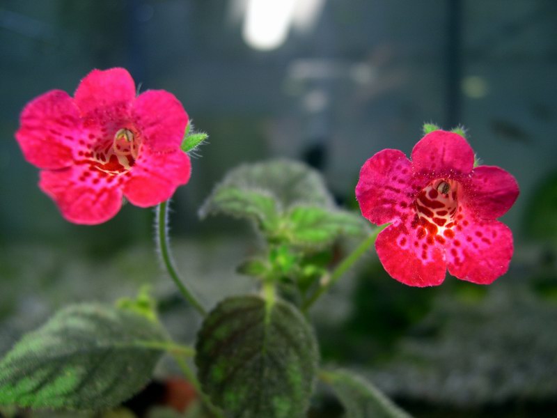 «ö¦¹¦b·sµøµ¡ÂsÄý¹Ï¤ù