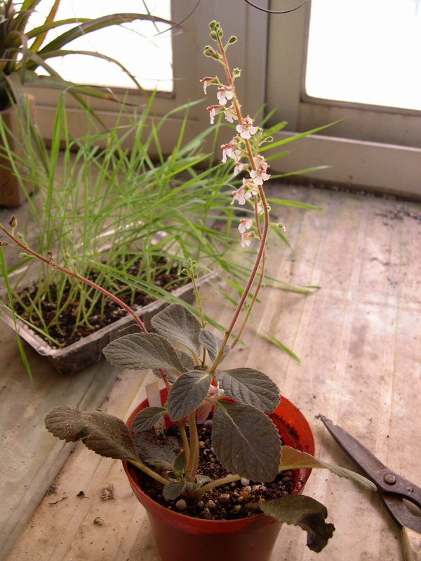 «ö¦¹¦b·sµøµ¡ÂsÄý¹Ï¤ù