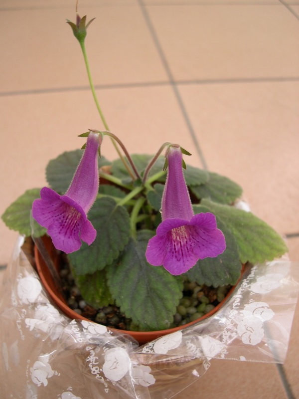 «ö¦¹¦b·sµøµ¡ÂsÄý¹Ï¤ù