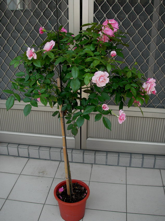 «ö¦¹¦b·sµøµ¡ÂsÄý¹Ï¤ù