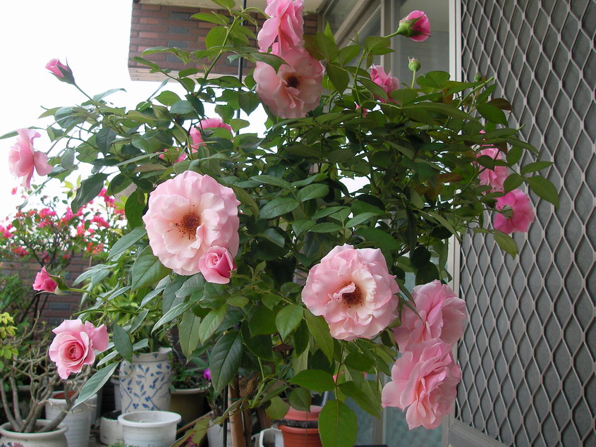 «ö¦¹¦b·sµøµ¡ÂsÄý¹Ï¤ù