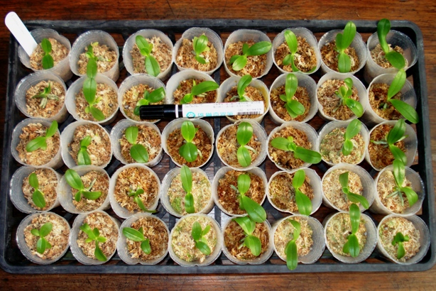 «ö¦¹¦b·sµøµ¡ÂsÄý¹Ï¤ù