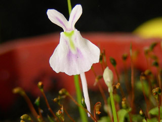 «ö¦¹¦b·sµøµ¡ÂsÄý¹Ï¤ù