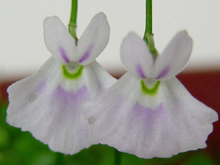 «ö¦¹¦b·sµøµ¡ÂsÄý¹Ï¤ù