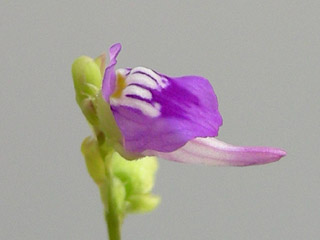 «ö¦¹¦b·sµøµ¡ÂsÄý¹Ï¤ù