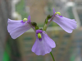 «ö¦¹¦b·sµøµ¡ÂsÄý¹Ï¤ù