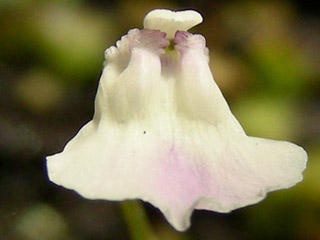 «ö¦¹¦b·sµøµ¡ÂsÄý¹Ï¤ù