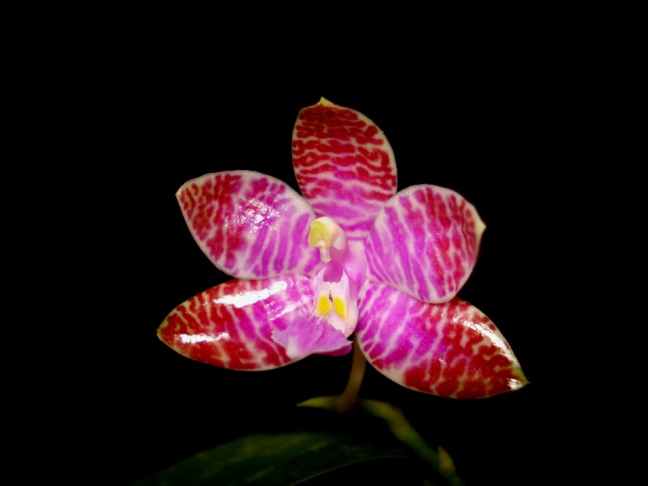 «ö¦¹¦b·sµøµ¡ÂsÄý¹Ï¤ù