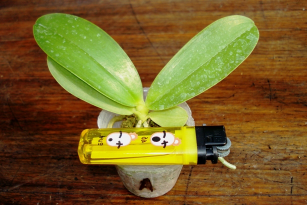 «ö¦¹¦b·sµøµ¡ÂsÄý¹Ï¤ù