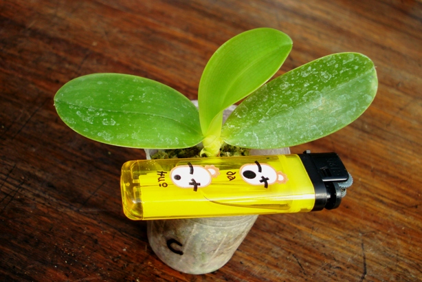 «ö¦¹¦b·sµøµ¡ÂsÄý¹Ï¤ù