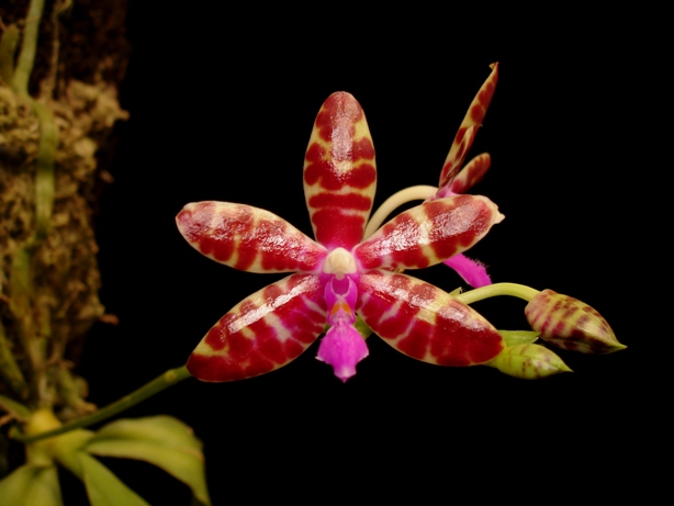 «ö¦¹¦b·sµøµ¡ÂsÄý¹Ï¤ù