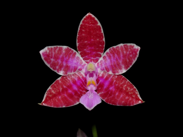 «ö¦¹¦b·sµøµ¡ÂsÄý¹Ï¤ù