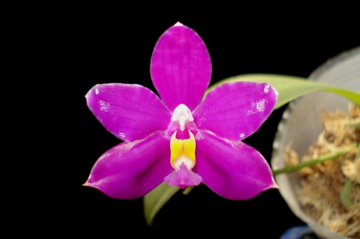 «ö¦¹¦b·sµøµ¡ÂsÄý¹Ï¤ù